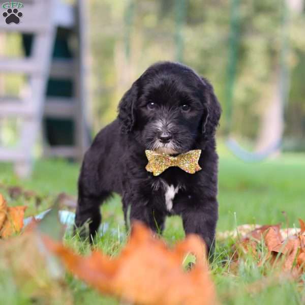Theo, Sheepadoodle Puppy